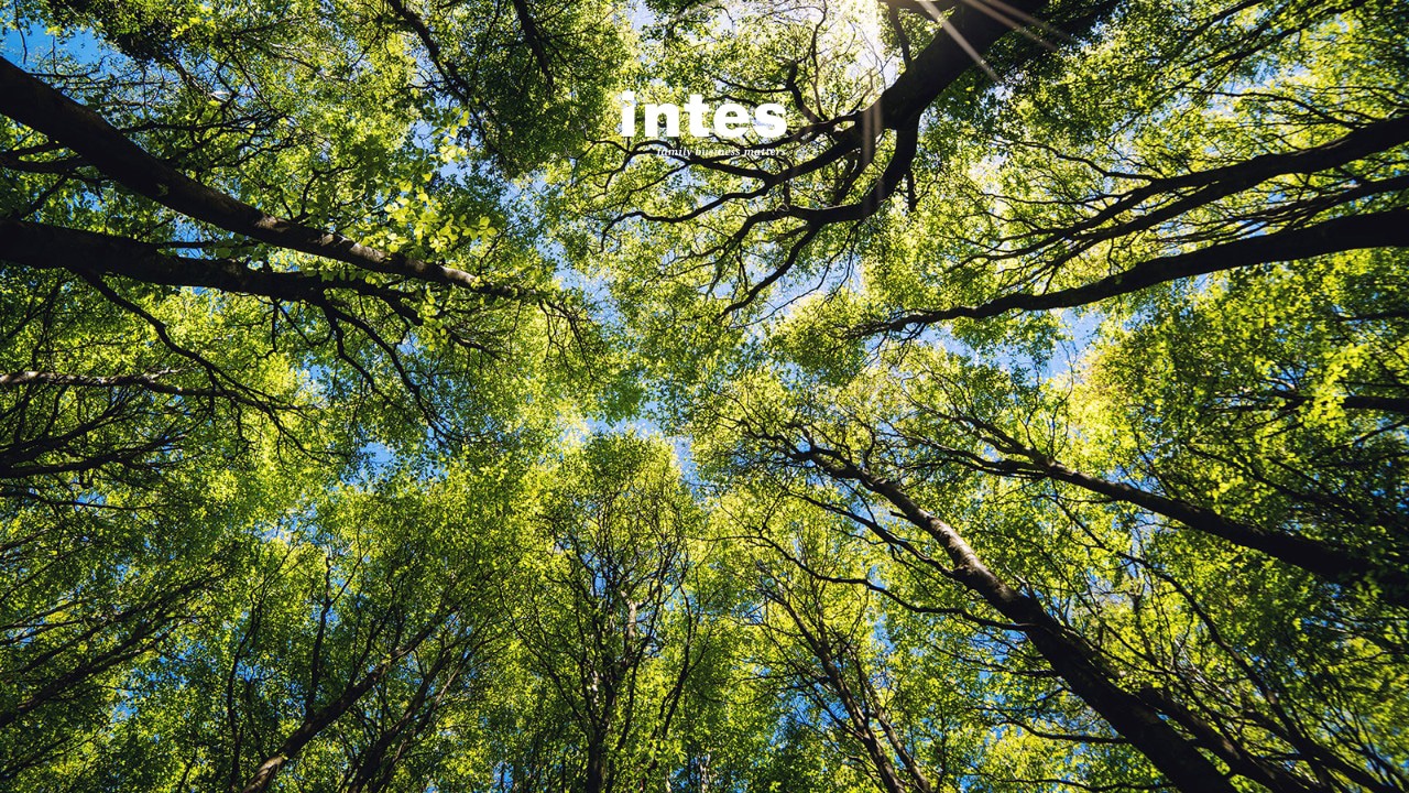 ECJ on VAT treatment of transfer pricing adjustments